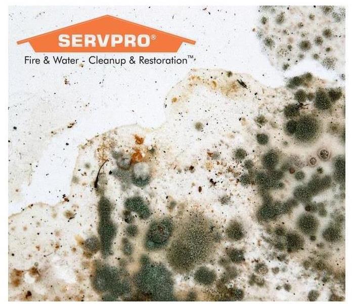 White wall with mold and SERVPRO logo